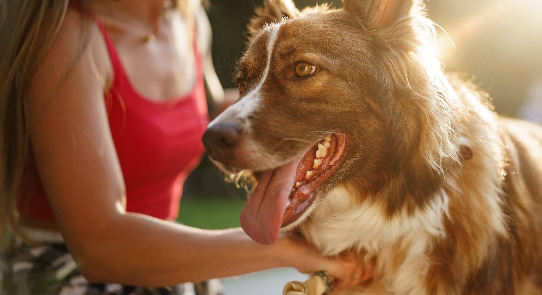 Animali domestici: il benessere degli amici a 4 zampe, anche in vista delle  vacanze - Cose di Casa